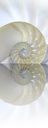 Chambered Nautilus cutaway Shell on beach reflected in waterの写真素材