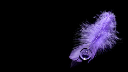 Violet feather over black backgroundの写真素材