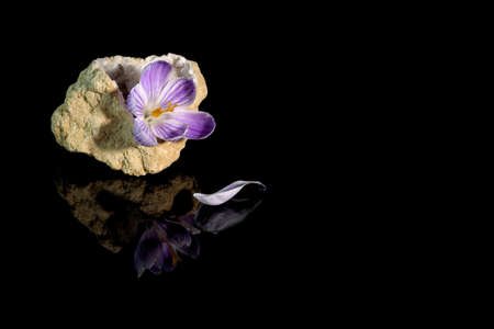 Beautiful crocus flower in quartz geode over black background
