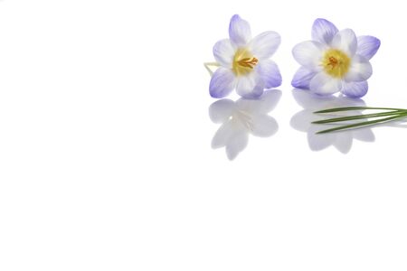 Beautiful crocus flowers  over white  backgroundの写真素材