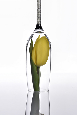 Elegant table decoration tulip in luxury glassの写真素材