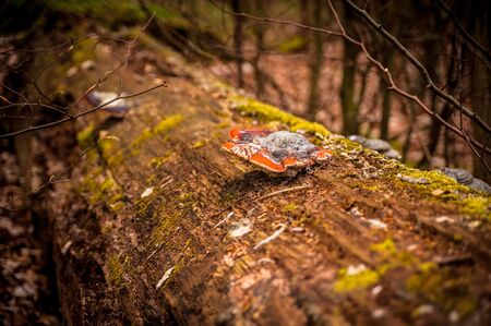 A tree mushroom.の写真素材
