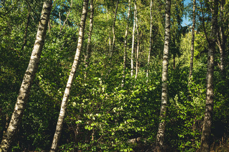 Green birch forest in springの写真素材