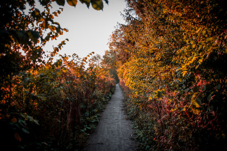 Light on autumn forest path