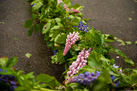 Maypole dressed in lupine flowers