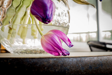 Purple tulips in glass vase on balconyの写真素材