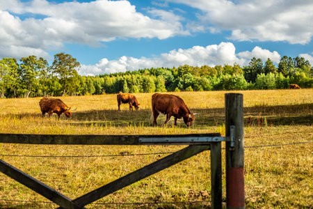 Cows in pasture in Astorp, Swedenの写真素材