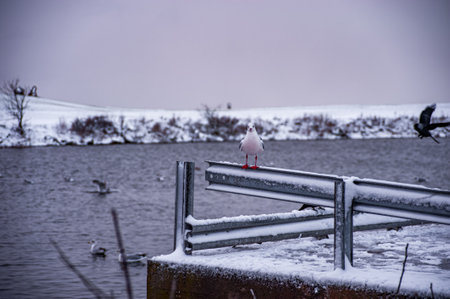 Winter birds looking for food on Malmo canal, Swedenの写真素材
