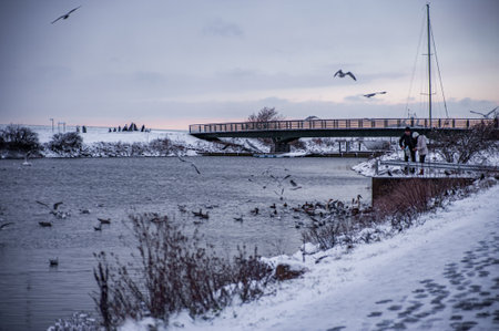 Winter birds on Malmo canal, Swedenの写真素材