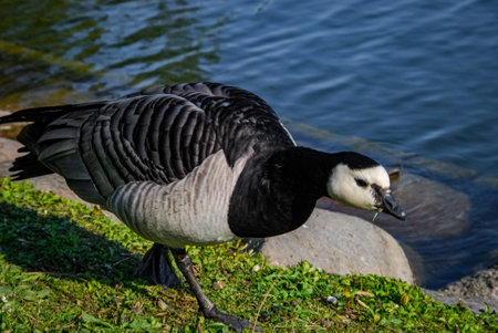 Ducks bathing in park pond in Malmo, Swedenの写真素材
