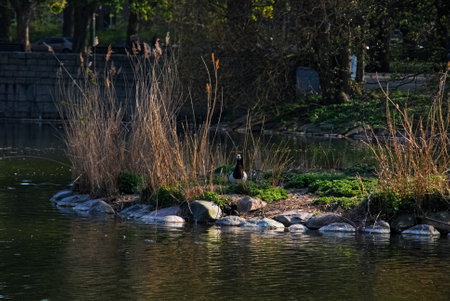 Duck in grass in pond, Malmo, Swedenの写真素材