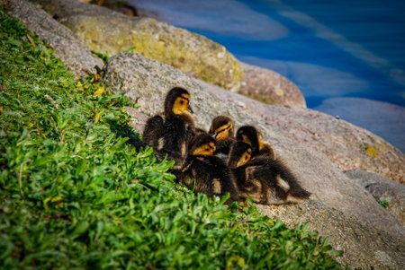 Ducks bathing in park pond in Malmo, Swedenの写真素材