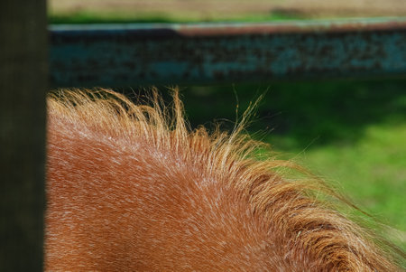 Brown horse mane in the summerの写真素材