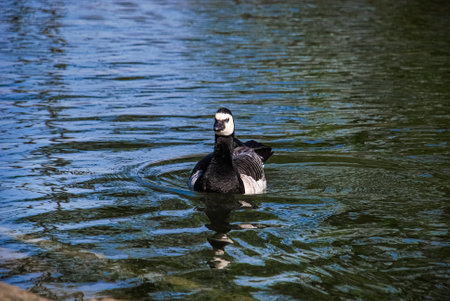 Ducks bathing in park pond in Malmo, Sweden