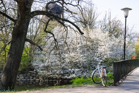White bike in front of bush with white flowers in full spring bloom, Malmo, Swedenの写真素材