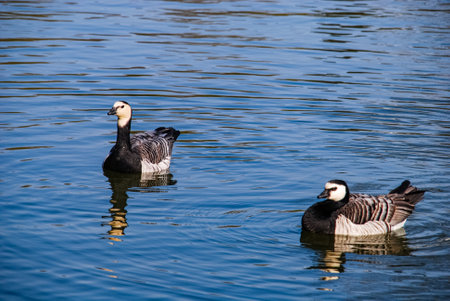 Ducks bathing in park pond in Malmo, Swedenの写真素材