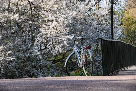White bike in front of bush with white flowers in full spring bloom, Malmo, Swedenの写真素材