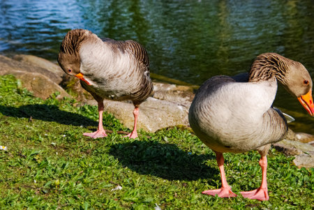 Ducks bathing in park pond in Malmo, Swedenの写真素材