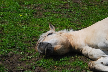 White horse laying down a hot summer dayの写真素材
