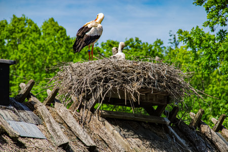 Storks in a nest 2の写真素材
