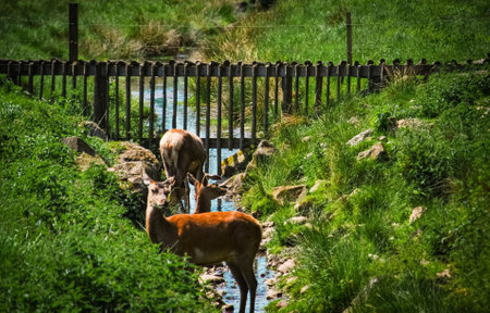 Deers in brook in the summerの写真素材