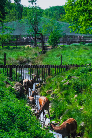 Deers in brook in the summerの写真素材