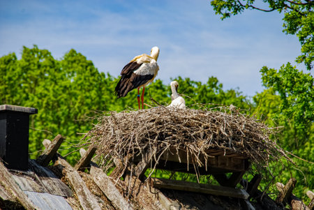 Storks in a nest 1の写真素材