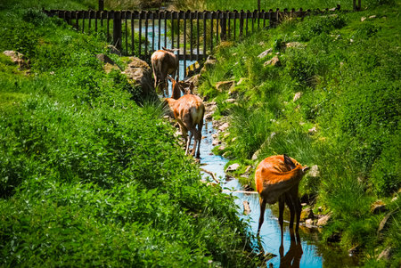 Deers in brook in the summerの写真素材