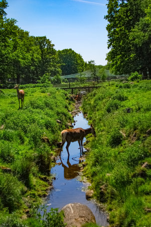 Deer in brook on zoo meadowの写真素材
