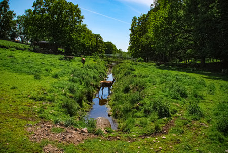 Deer in brook on meadowの写真素材