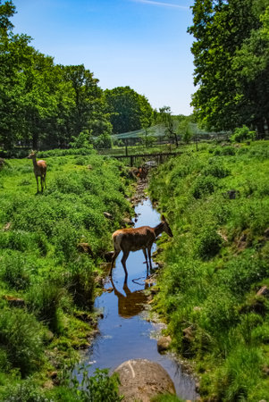 Deer in brook on zoo meadowの写真素材