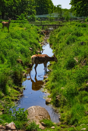 Deer in brook on zoo meadowの写真素材