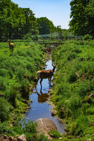 Deer in brook on zoo meadowの写真素材