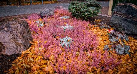 Heather in flowerbed at autumnの写真素材