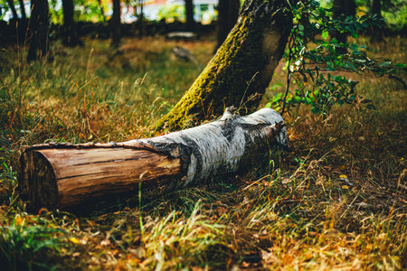 A birch log lies on the ground.