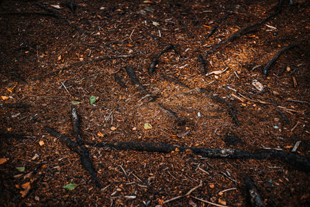 Roots in coniferous forest