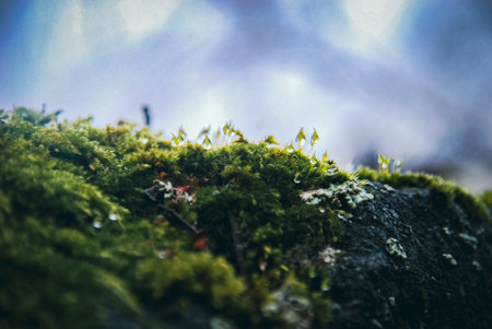 Green moss on stone in close up 3の写真素材