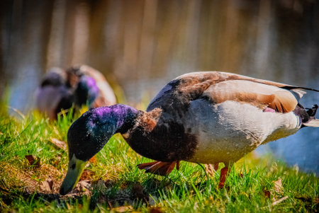 Duck with shimmering purple head in close upの写真素材