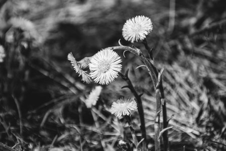Black and white coltsfoot in close up