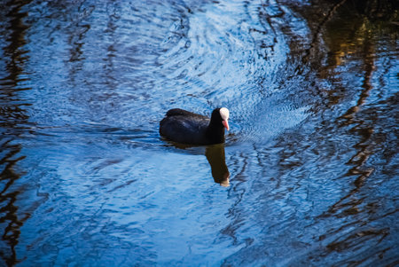 Duck swimming in Swedish lakeの写真素材