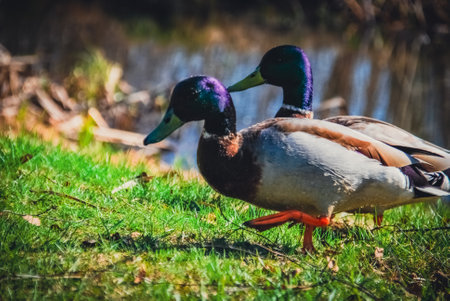 Ducks with shimmering purple heads on a meadow by a lakeの写真素材