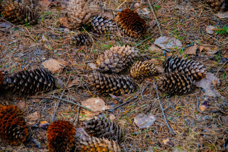 Cones on the ground 2