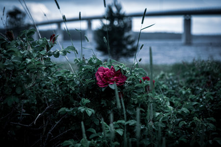 Roses in front of Rodobron bridge, seen from Rodn island, Jamtland, Swedenの写真素材