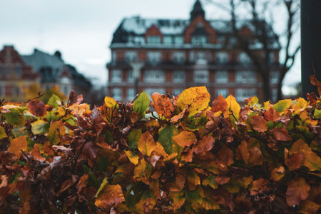 Autumn hedge in park in Malmo, Swedenの写真素材