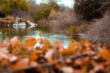 Autumn hedge in park in Malmo, Swedenの写真素材