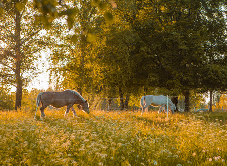 Horses in sunlight on summer meadowの写真素材