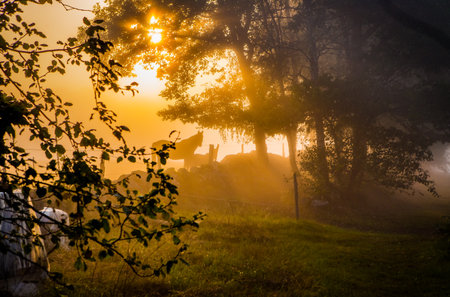 Horses in foggy sunrise over pasture in Swedenの写真素材