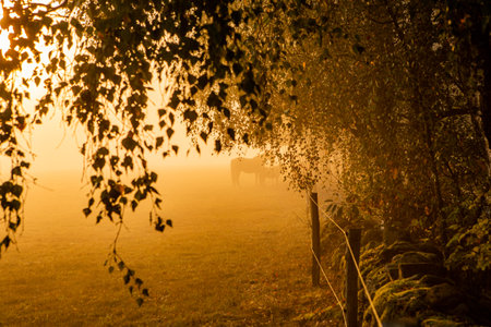 Horses in foggy sunrise over pasture in Hassleholm, Swedenの写真素材