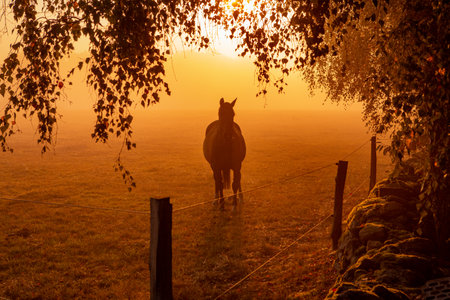 Horse in foggy sunrise over pasture in Hassleholm, Sweden