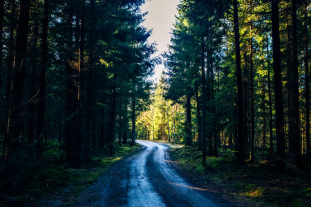 Silver shining road in forestの写真素材